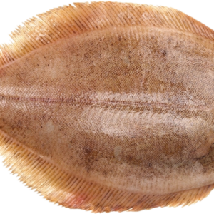 Tongschar