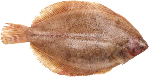 Tongschar