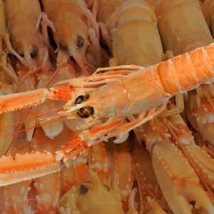 Langoustine Noorse kreeft