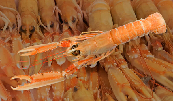 Langoustine Noorse kreeft