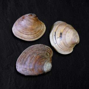 Clams