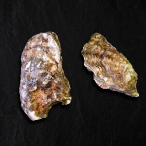 Oester