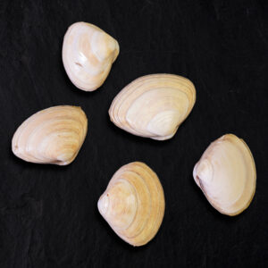 Witte Venus