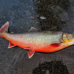 Arctic charr