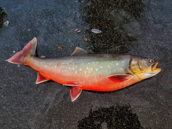 Arctic charr